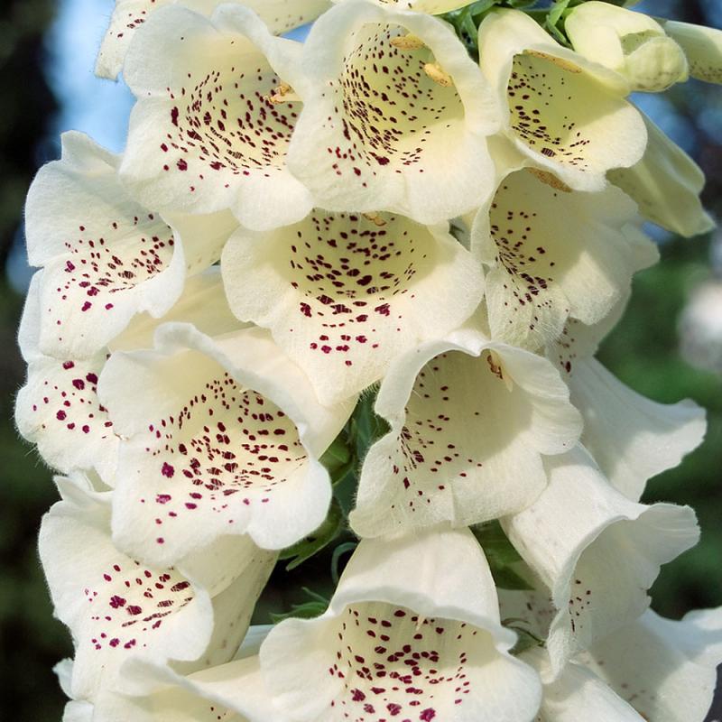 Digitalis purpurea Camelot Cream - дигиталис, напръстник  крем(1554)